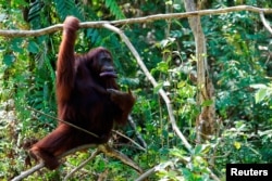 Seekor orangutan betina bernama 'Kikan' memakan terong saat jam makan di lokasi rehabilitasi dan reintroduksi Borneo Orangutan Survival Foundation (BOSF) Samboja Lestari, sebagai ilustrasi. (Foto: Reuters/Willy Kurniawan)