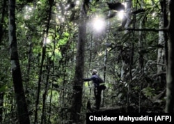 Seorang polisi hutan mengamati populasi orangutan di hutan hujan ekosistem Leuser, yang sebagian besar wilayahnya berada di Provinsi Aceh (Foto: AFP/Chaideer Mahyuddin)