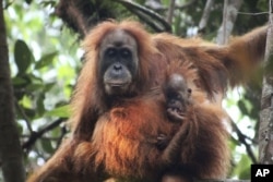 Orangutan Tapanuli bersama bayinya di Ekosistem Batang Toru di Tapanuli, Sumatera Utara. (James Askew/Program Konservasi Orangutan Sumatera via AP)
