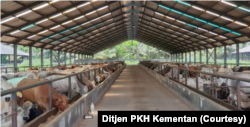 Gubernur DI Yogyakarta, Sri Sultan Hamengkubuwono X, meminta pemeriksaan ternak di kawasan endemi antraks dilakukan lebih ketat. (Foto: Ditjen PKH Kementan)