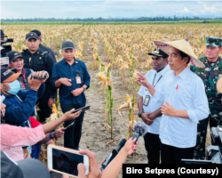 Jokowi mengatakan hasil panen food estate dengan varietas jagung di kabupaten keerom, Papua berkembang dengan baik melebihi panen jagung nasional. (Foto: Courtesy/Biro Setpres)