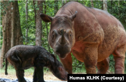 Rosa, badak Sumatra, melahirkan anak betina di Suaka Rhino Sumatra Taman Nasional Way Kambas (SRS TNWK), Lampung pada 24 Maret 2022. (Foto: Humas KLHK)