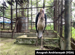 Bangau Tong-tong yang merupakan koleksi satwa di Medan Zoo, Kota Medan, Sumatra Utara, Jumat, 12 Januari 2024. (VOA/Anugrah Andriansyah)