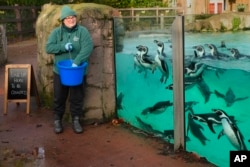 Penguin berbaris untuk dihitung saat inventarisasi di Kebun Binatang ZSL London, Rabu, 3 Januari 2024. (AP/Kirsty Wigglesworth)