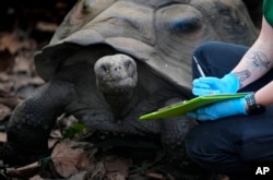 Priscilla, seekor kura-kura raksasa Galapagos, saat inventarisasi di Kebun Binatang ZSL London, Rabu, 3 Januari 2024. (AP/Kirsty Wigglesworth)