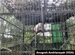 Monyet albino yang merupakan salah satu koleksi satwa di Medan Zoo, Kota Medan, Sumatra Utara, Jumat, 12 Januari 2024. (VOA/Anugrah Andriansyah)