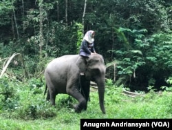 Seorang perempuan sedang menunggangi gajah Sumatera di Kamp Konservasi Gajah Aek Nauli, Kabupaten Simalungun, Sumatra Utara. (Foto:VOA/Anugrah Andriansyah)